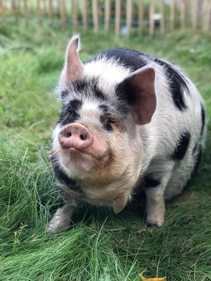 Lubblerhof Lägenhet Fehmarn Exteriör bild